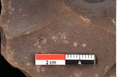 Foto (Detailsansicht) von Quercus palaeoilex Ettingshausen (NHMW-GEO-2024-0188-0798)